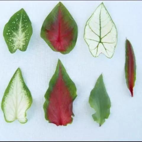 thumbnail for publication: Inheritance of Leaf Shape and Main Vein Color in Caladium